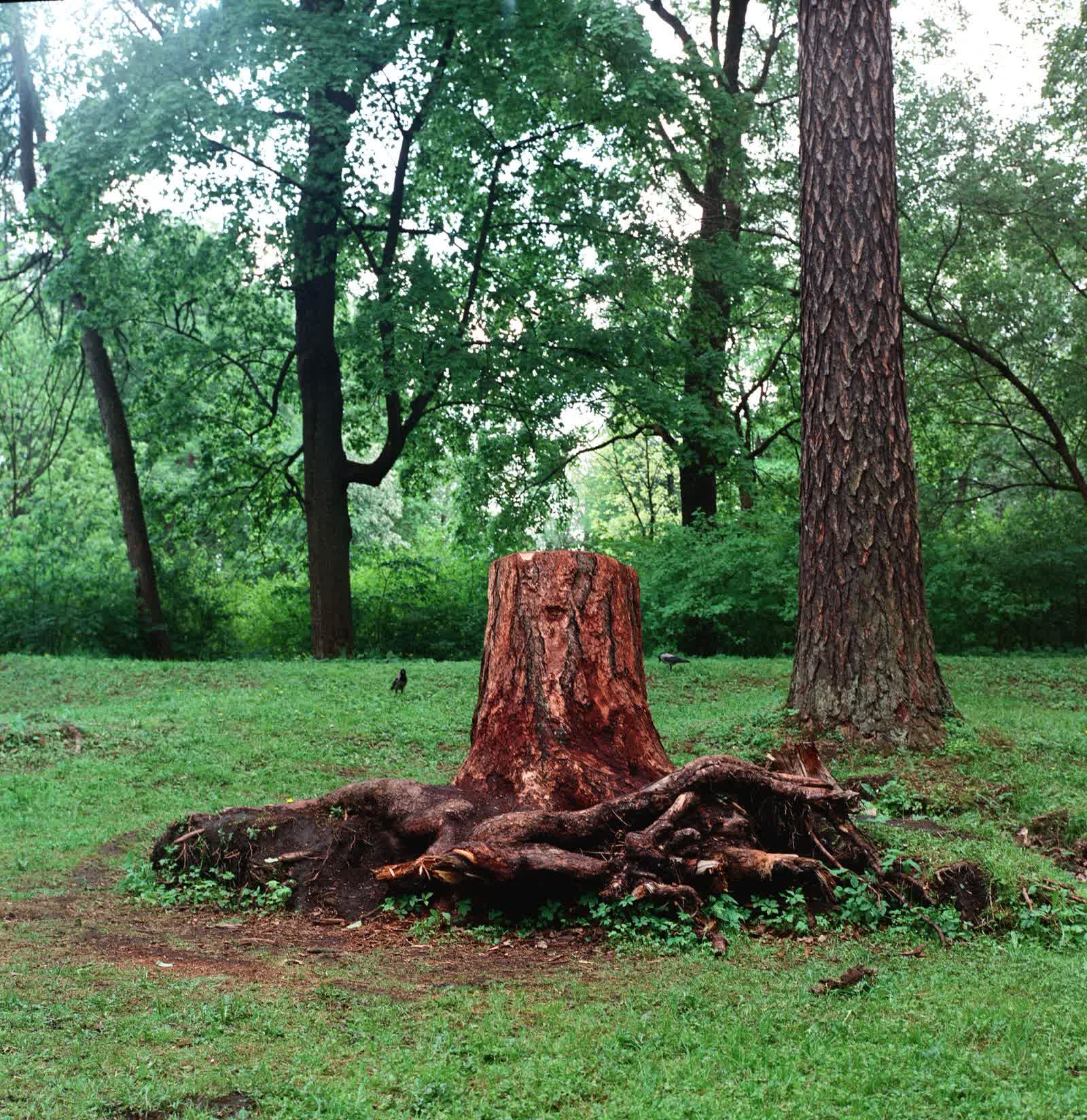 A freshly cut tree stump with exposed roots on mown grass